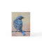 Mountain Bluebird Fine Art All Occasion