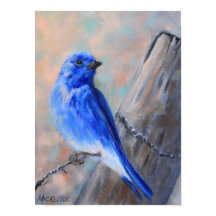 Mountain Bluebird Fine Art Poster
