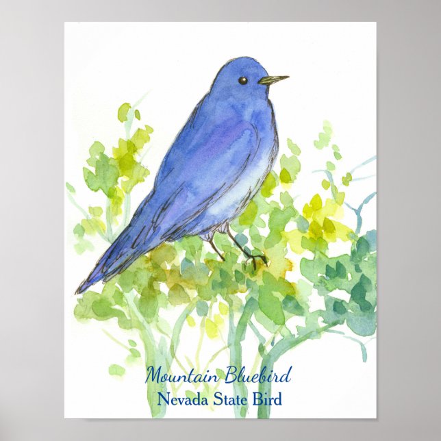 Mountain Bluebird Nevada State Bird Watercolor Poster (Front)