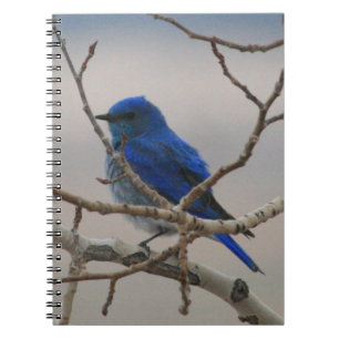 Mountain Bluebird Notebook