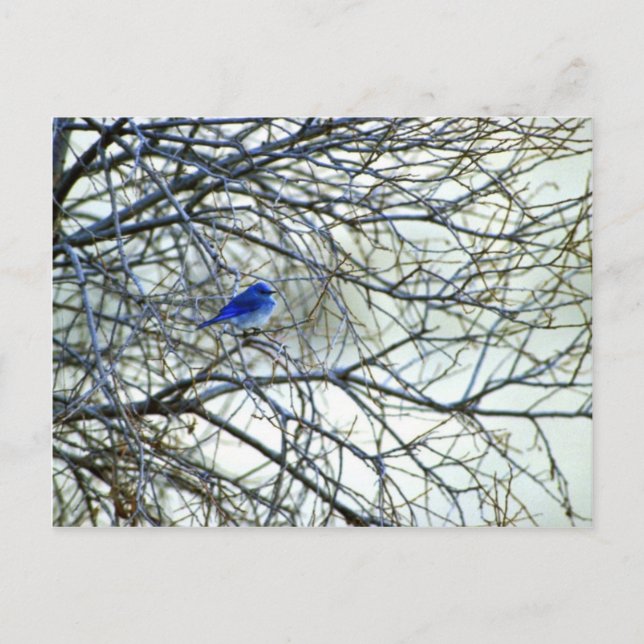Mountain Bluebird Postcard (Front)