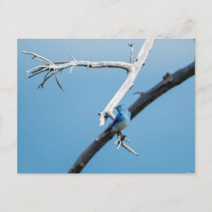 Mountain Bluebird Postcard