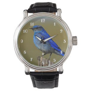Mountain Bluebird Watch