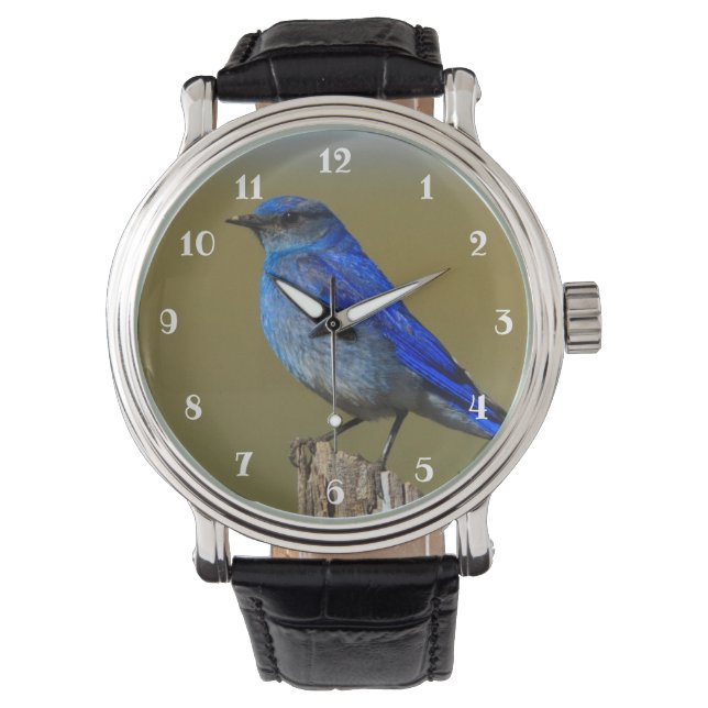Mountain Bluebird Watch (Front)