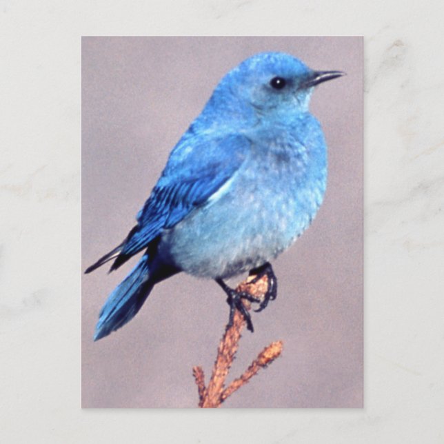 Mountain Bluebird Wildlife Series # 2 Carte postal (Devant)