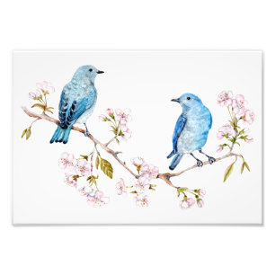 Mountain Bluebirds on Sakura Branch Photo Print