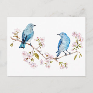 Mountain Bluebirds on Sakura Branch Postcard