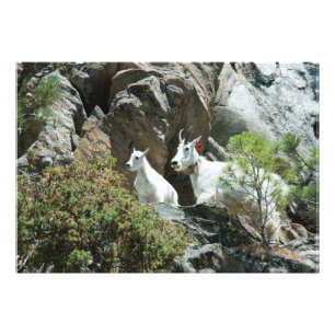 Mountain Chèvre and Kid - Photographie de la faune