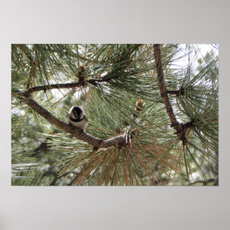Mountain Chickadee in Pine Tree Poster