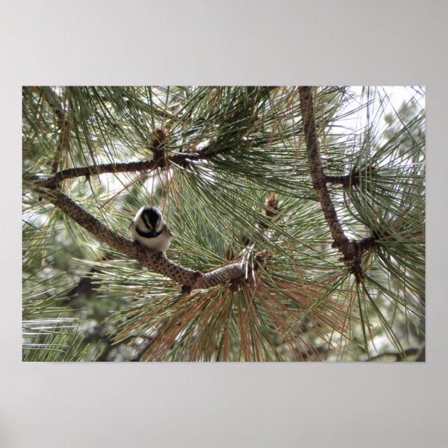 Mountain Chickadee in Pine Tree Poster (Front)
