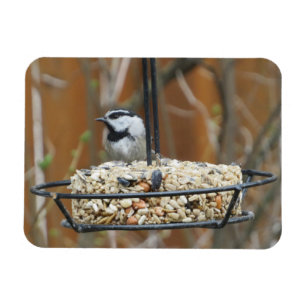 Mountain Chickadee on Feeder Magnet