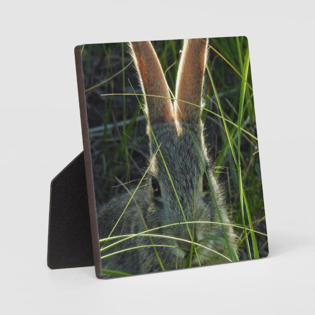 Mountain Cottontail Desktop Plaque (Front)