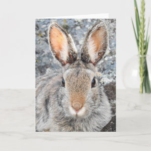 Mountain Cottontail Notecard