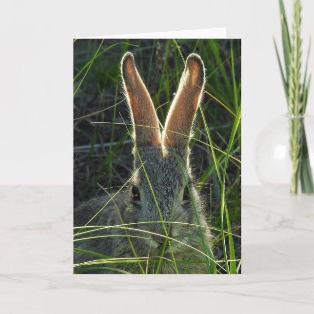 Mountain Cottontail Notecard (Front)