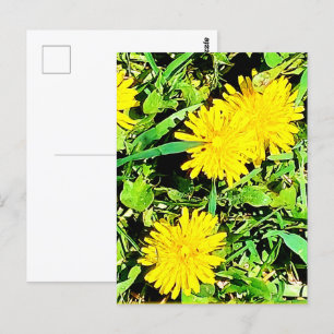 Mountain Dandelions Pic From Spring Ottawa Canada Postcard