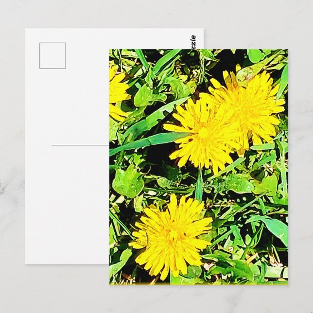 Mountain Dandelions Pic From Spring Ottawa Canada Postcard (Front/Back)