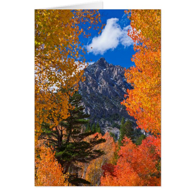 Mountain framed in fall foliage, CA (Front)