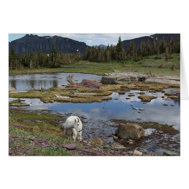 Mountain Goat (Front Horizontal)