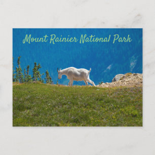 Mountain Goat at Panhandle Gap Mt. Rainier Postcard