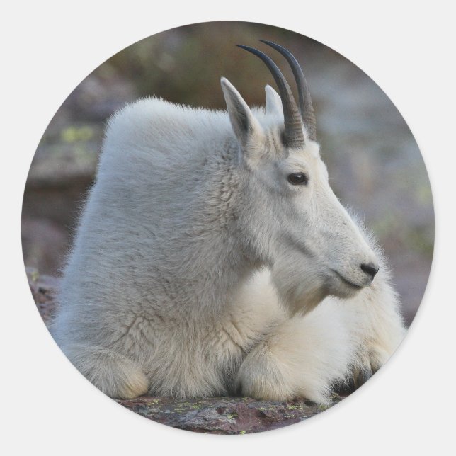 mountain goat classic round sticker (Front)
