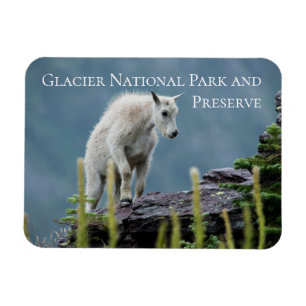Mountain Goat Kid on Cliff, Glacier National Park Magnet