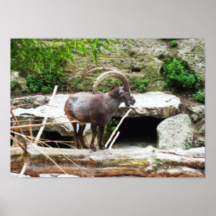 Mountain goat poster
