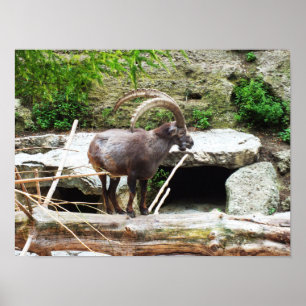 Mountain goat poster
