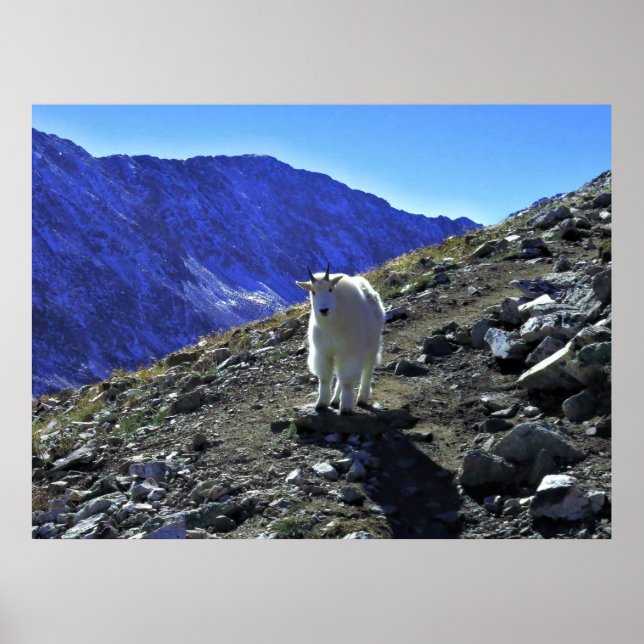 Mountain Goat Poster (Front)