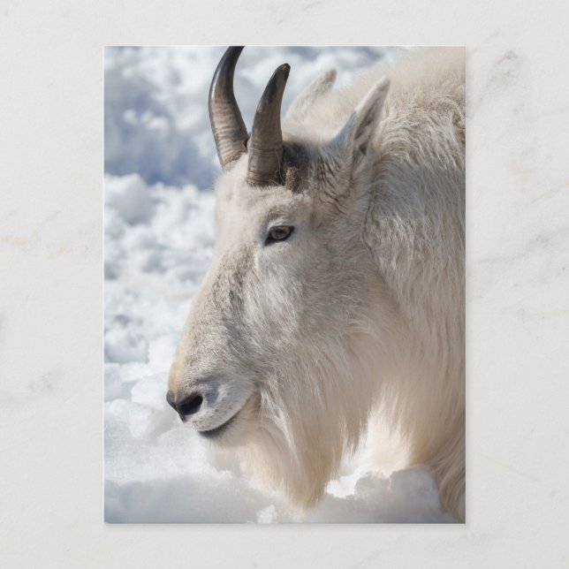 Mountain Goat Resting in Snow Postcard (Front)