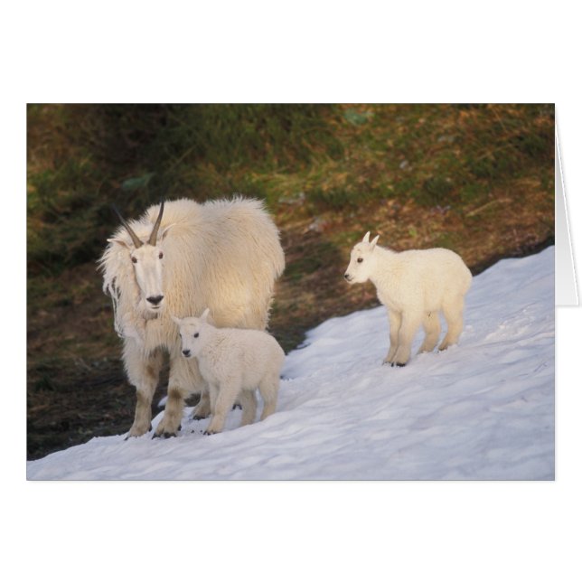 mountain goats (Front Horizontal)