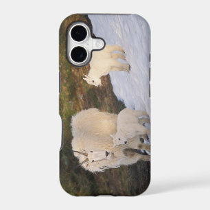 mountain goats