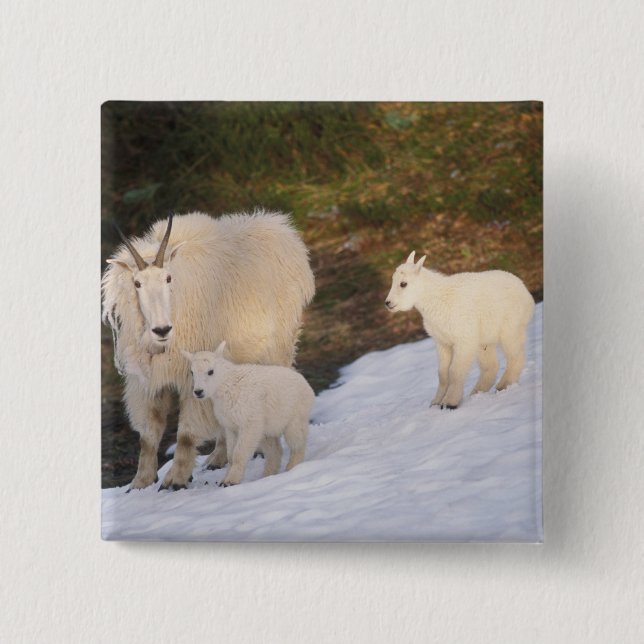 mountain goats 2 inch square button (Front)