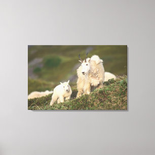 mountain goats canvas print