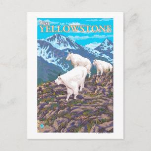 Mountain Goats Scene - West Yellowstone, MT Postcard