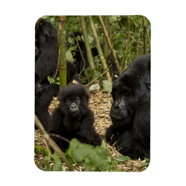 Mountain Gorilla, adult with young Magnet (Vertical)