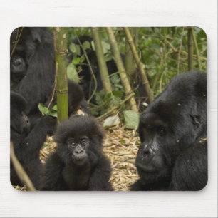Mountain Gorilla, adult with young Mouse Pad