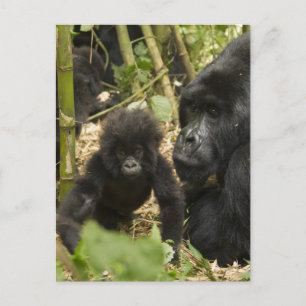 Mountain Gorilla, adult with young Postcard