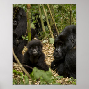 Mountain Gorilla, adult with young Poster