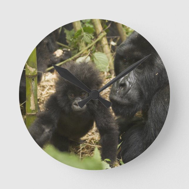 Mountain Gorilla, adult with young Round Clock (Front)