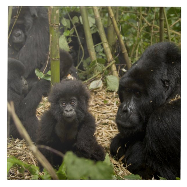 Mountain Gorilla, adult with young Tile (Front)