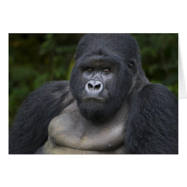 Mountain Gorilla and Silverback (Front Horizontal)