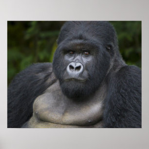 Mountain Gorilla and Silverback 4 Poster
