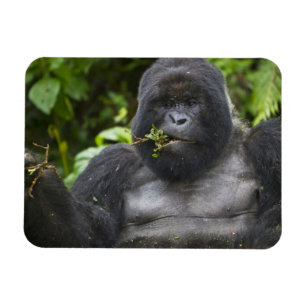 Mountain Gorilla and Silverback Magnet