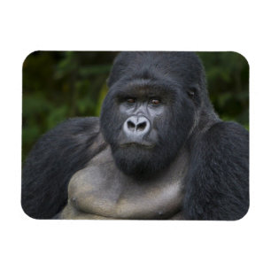 Mountain Gorilla and Silverback Magnet