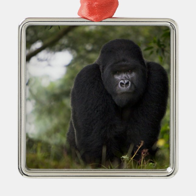 Mountain Gorilla and Silverback Metal Ornament (Front)