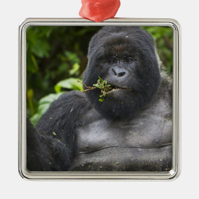 Mountain Gorilla and Silverback Metal Ornament (Front)