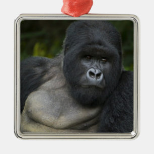 Mountain Gorilla and Silverback Metal Ornament