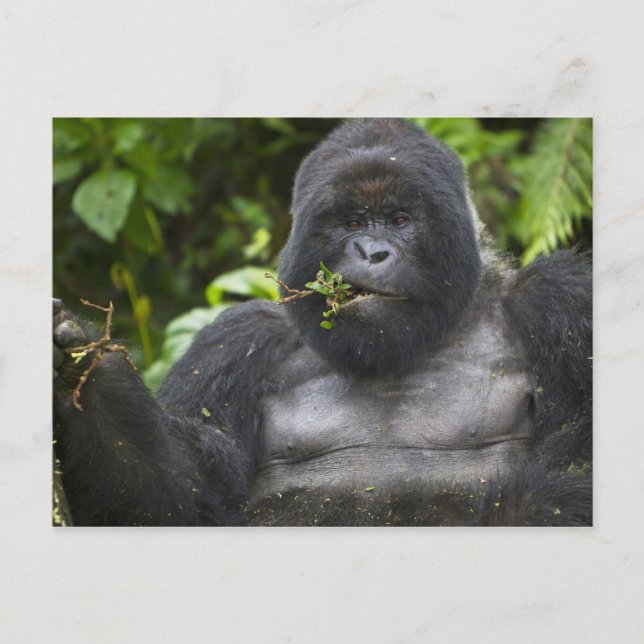 Mountain Gorilla and Silverback Postcard (Front)