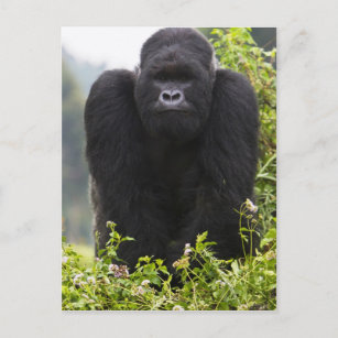 Mountain Gorilla and Silverback Postcard