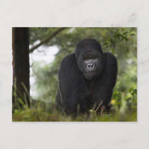 Mountain Gorilla and Silverback Postcard